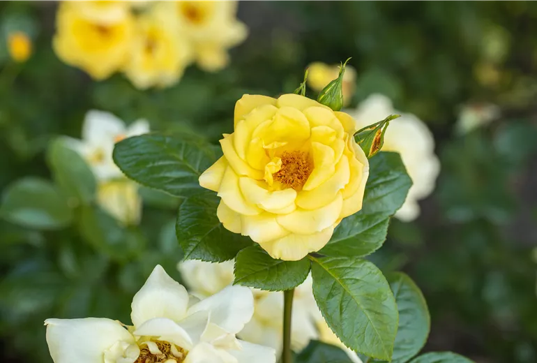 Beetrose, gelb Beetrose, gelb