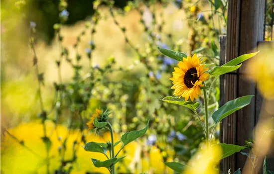 Sonnenblumen sorgen für gute Laune im Sommer Sonnenblumen sorgen für gute Laune im Sommer