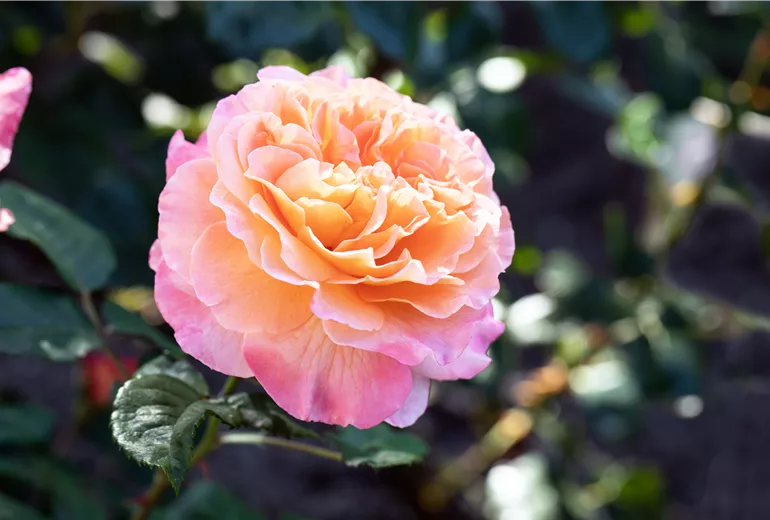 Edelrose, apricot Edelrose, apricot