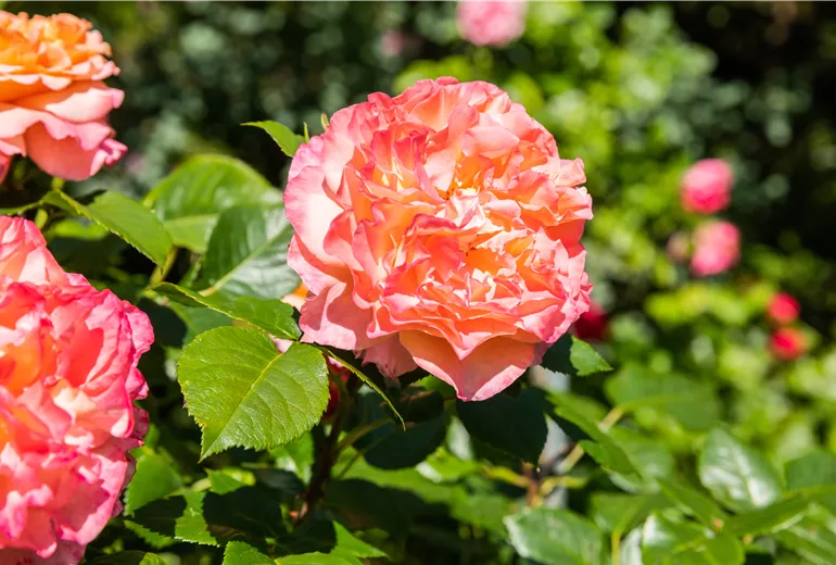 Edelrose, apricot Edelrose, apricot