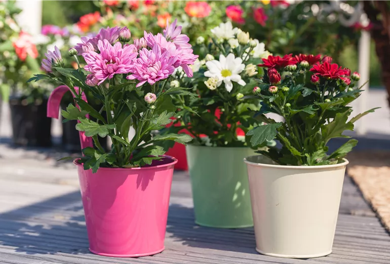 Chrysanthemum indicum