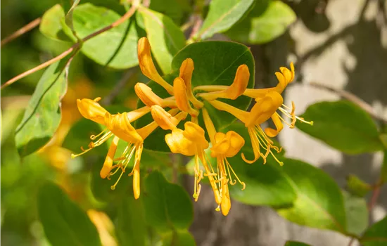 Lonicera tellmanniana 