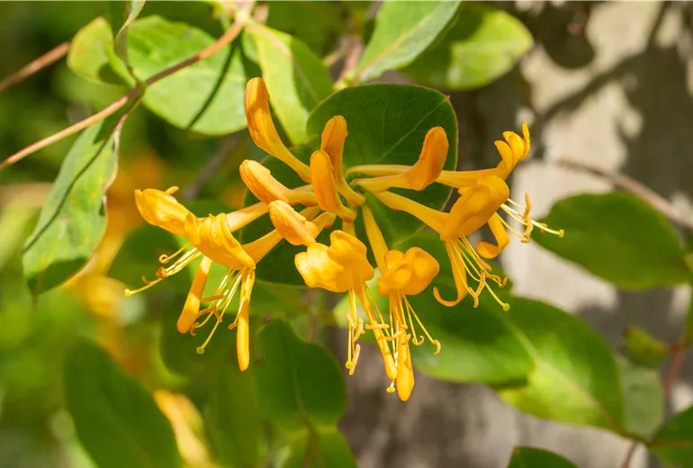 Lonicera tellmanniana Lonicera tellmanniana