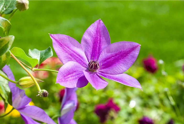 Clematis, violett Clematis, violett