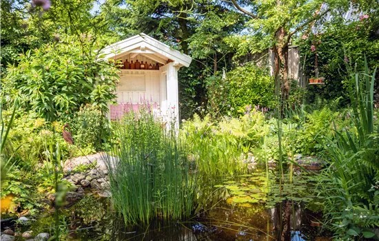 Schädlinge und Krankheiten an Wasserpflanzen erkennen Schädlinge und Krankheiten an Wasserpflanzen erkennen