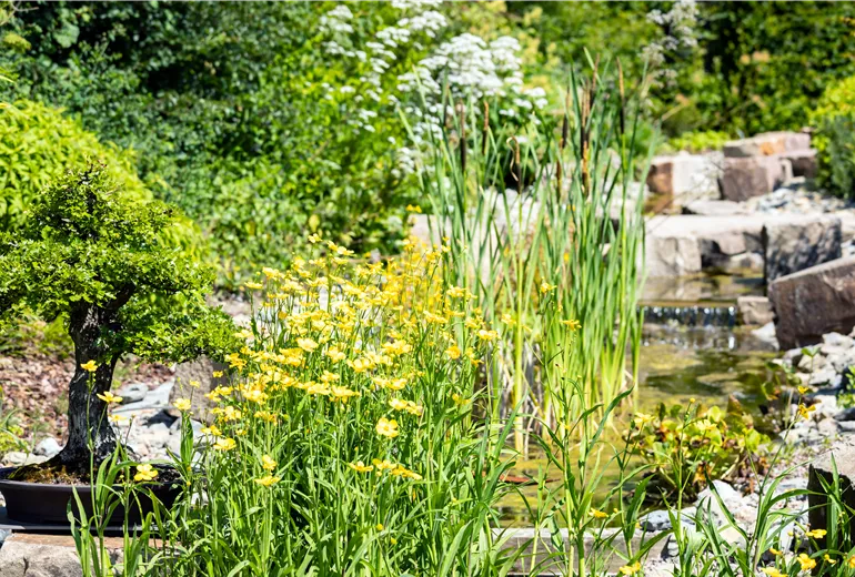 Wassergarten Wassergarten