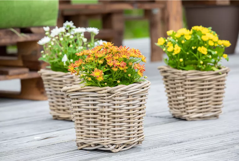 Chrysanthemum multiflora