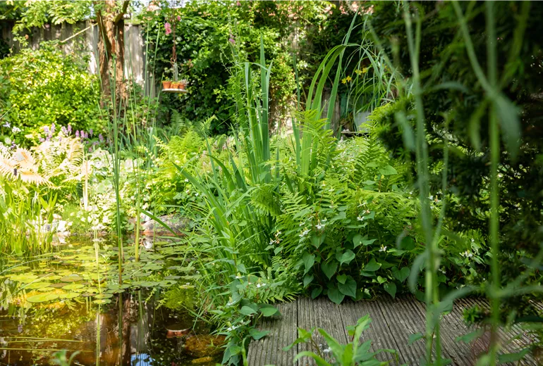 Gartenteich Gartenteich