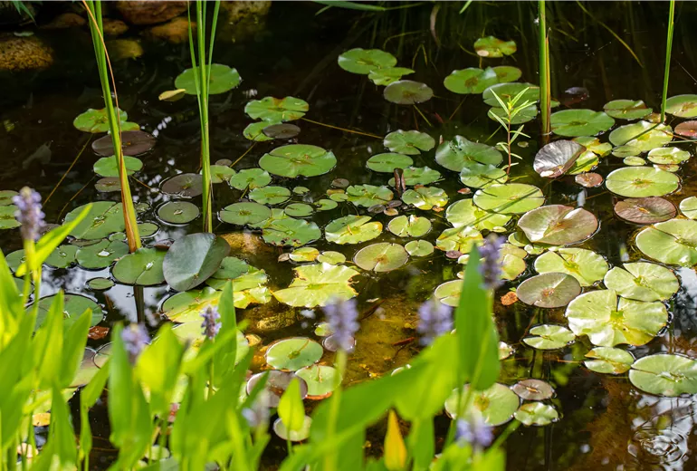 Gartenimpression - Teich Gartenimpression - Teich