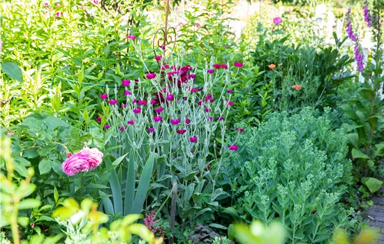 Alles hat seine Ordnung – Stauden pflegen das ganze Jahr Alles hat seine Ordnung – Stauden pflegen das ganze Jahr