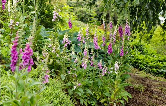 So wird’s richtig bunt - Stauden für jeden Standort im Garten So wird’s richtig bunt - Stauden für jeden Standort im Garten