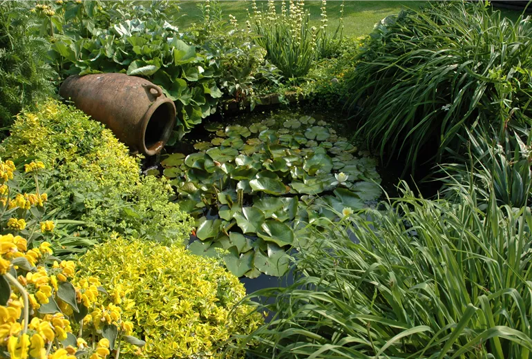 Gartenteich Gartenteich