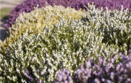 Heide in den unterschiedlichsten Farben für Garten und Balkon Heide in den unterschiedlichsten Farben für Garten und Balkon