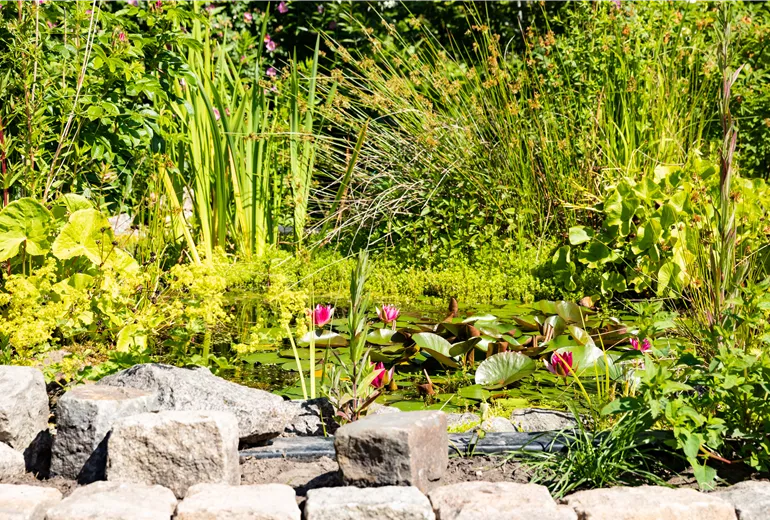 Seerosenteich Seerosenteich