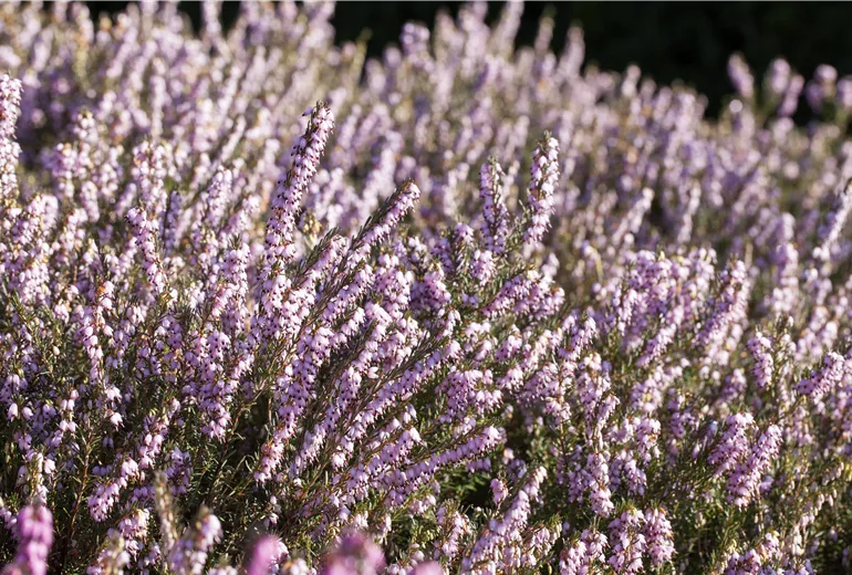 Erica darleyensis 'Darley Dale'