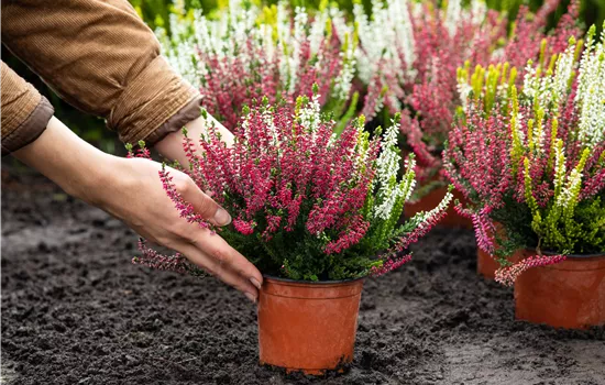 Heide pflanzen und Garten und Co. bunt gestalten Heide pflanzen und Garten und Co. bunt gestalten