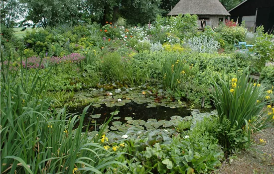 Wasserpflanzen im Garten und die perfekten Nachbarn Wasserpflanzen im Garten und die perfekten Nachbarn