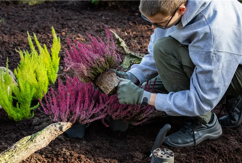 Gärtner pflanzt Heide