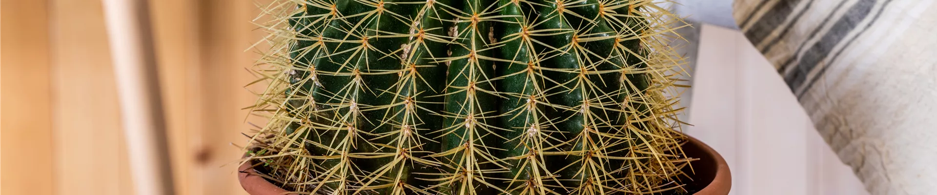 Echinocactus grusonii Echinocactus grusonii