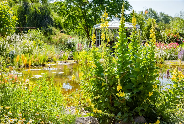 Verbascum densiflorum Verbascum densiflorum