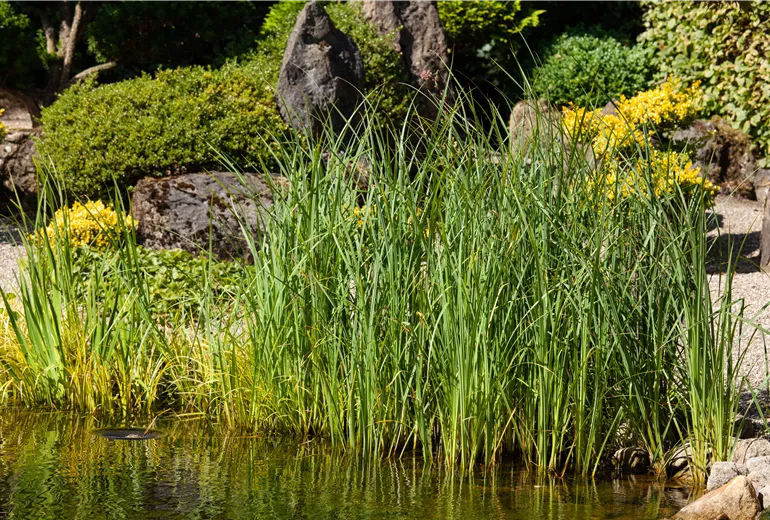Gräser am Teichufer Gräser am Teichufer