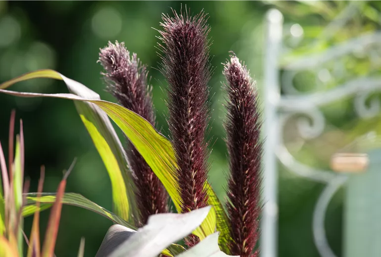 Pennisetum glaucum 'Purple Baron' Pennisetum glaucum 'Purple Baron'
