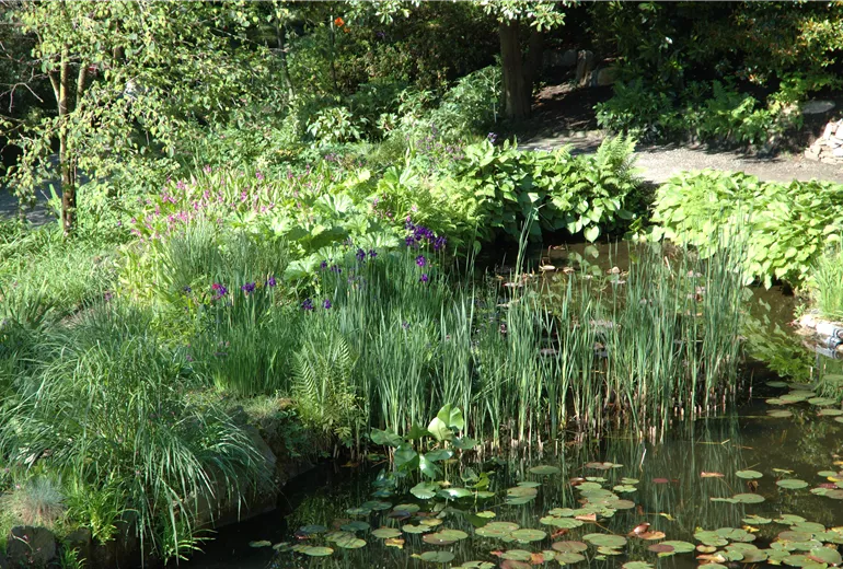 Teich mit Pflanzen Teich mit Pflanzen