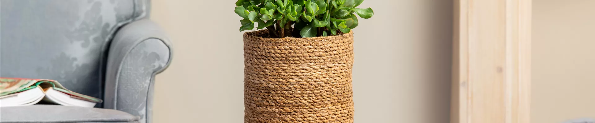 Crassula Crassula