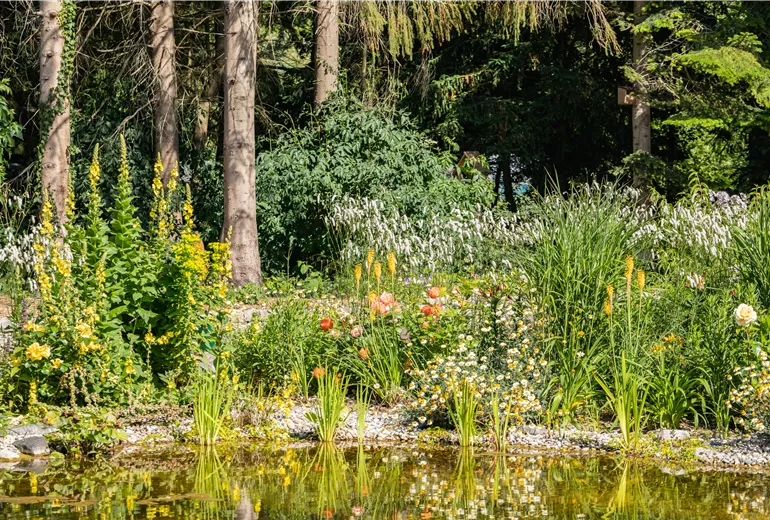 Teichpflanzen Teichpflanzen