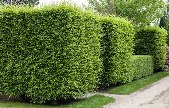 Hainbuche pflanzen und den Garten begrünen Hainbuche pflanzen und den Garten begrünen