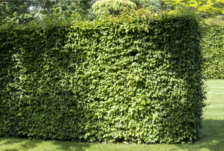 Carpinus betulus Carpinus betulus