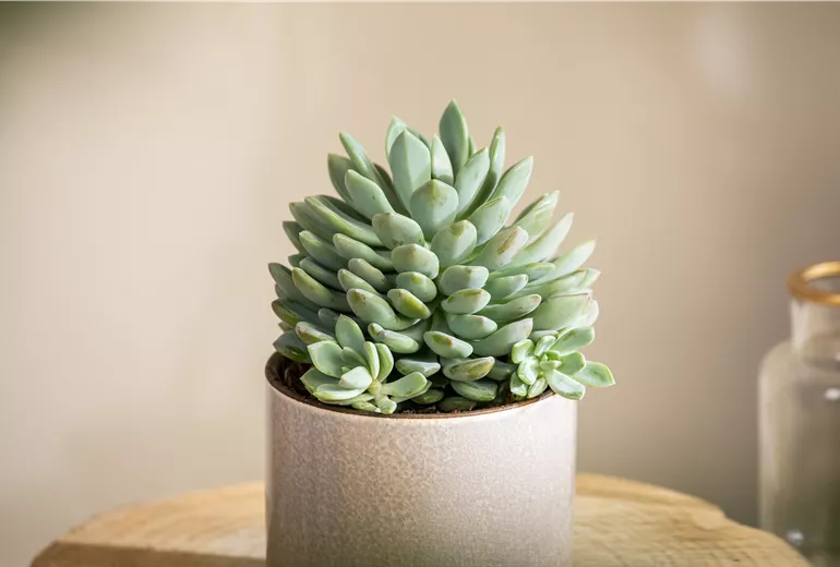 Echeveria elegans