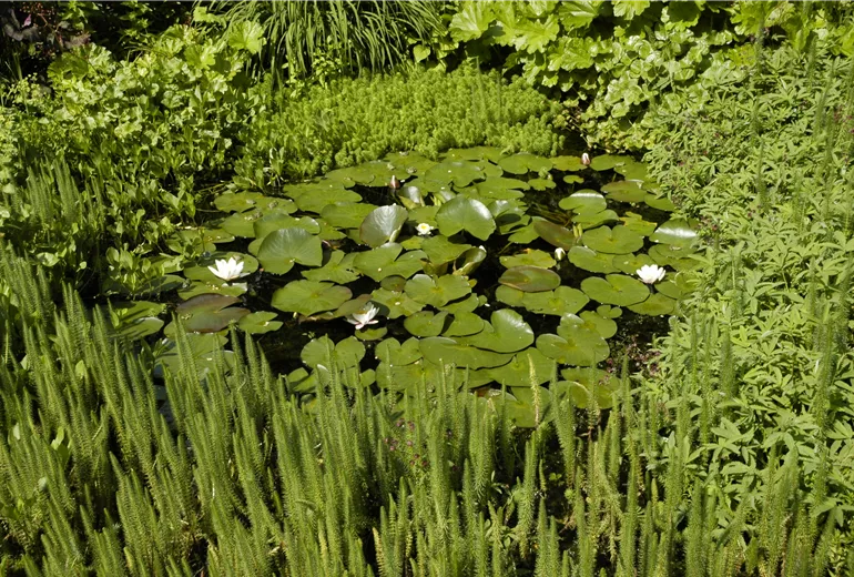 Seerosenteich Seerosenteich
