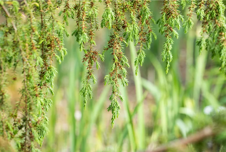 Juniperus communis 'Horstmann' Juniperus communis 'Horstmann'