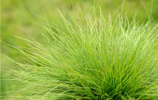 Gräser kaufen und den eigenen Garten einmalig gestalten Gräser kaufen und den eigenen Garten einmalig gestalten