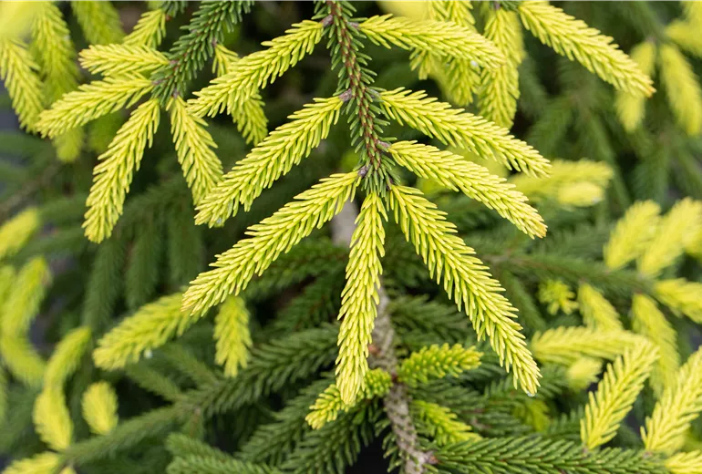 Picea orientalis 'Aurea' Picea orientalis 'Aurea'