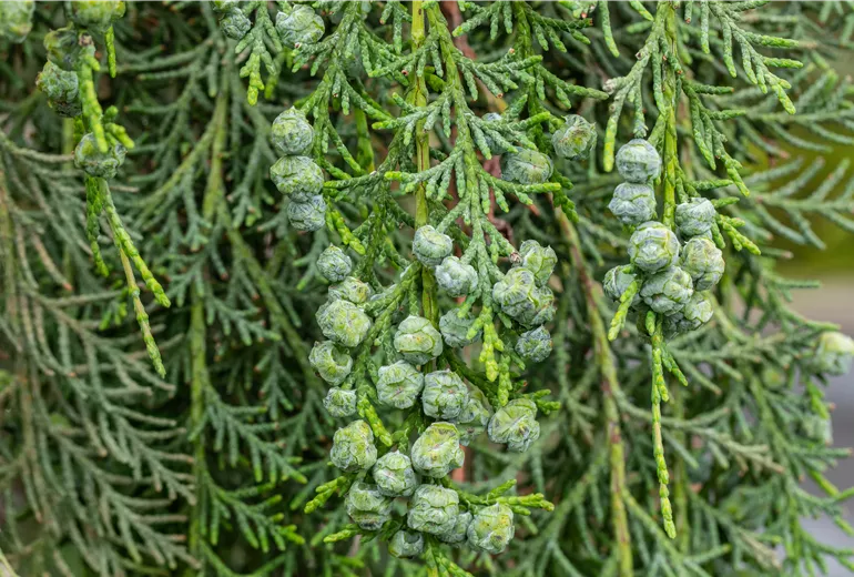 Chamaecyparis lawsoniana 'Intertexta' Chamaecyparis lawsoniana 'Intertexta'