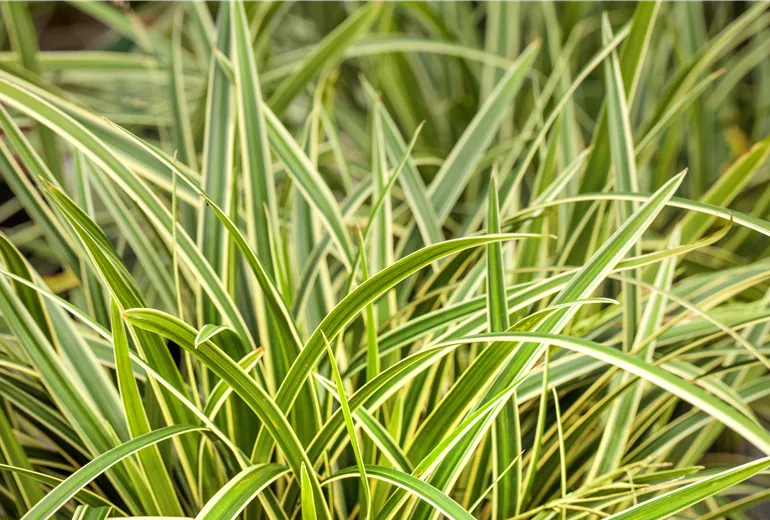 Carex morrowii ssp. foliosissima 'Icedance' Carex morrowii ssp. foliosissima 'Icedance'