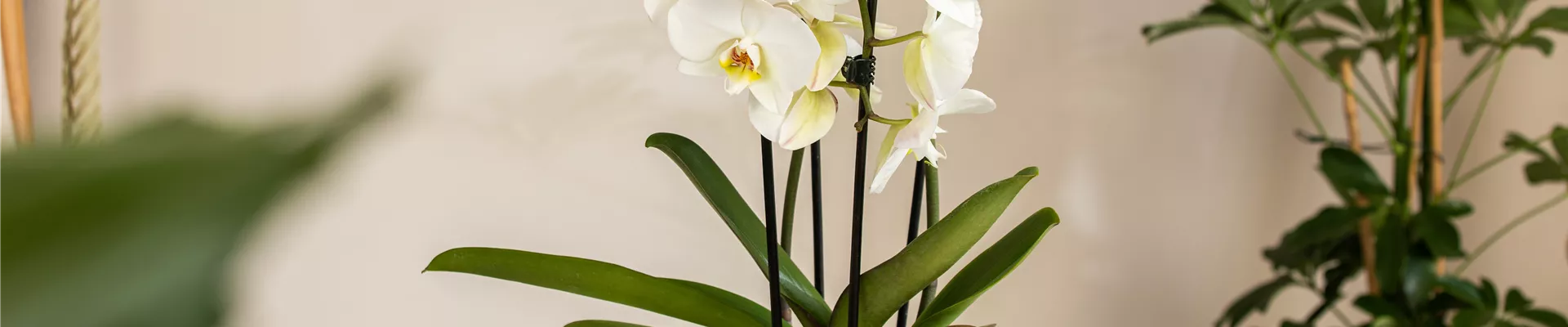 Phalaenopsis 'Elegant Cascade' Phalaenopsis 'Elegant Cascade'