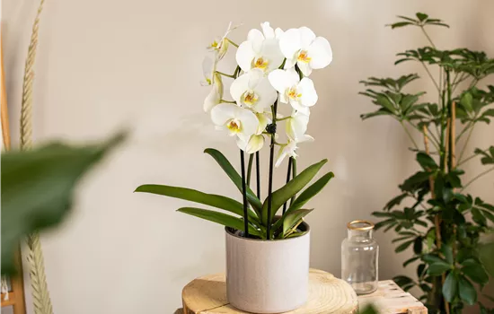 Die beliebtesten Orchideen für echte Pflanzenfans Die beliebtesten Orchideen für echte Pflanzenfans