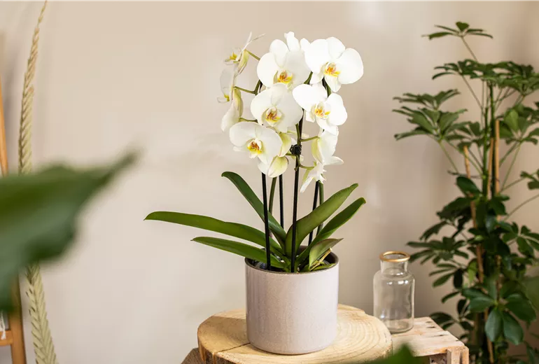 Phalaenopsis 'Elegant Cascade'