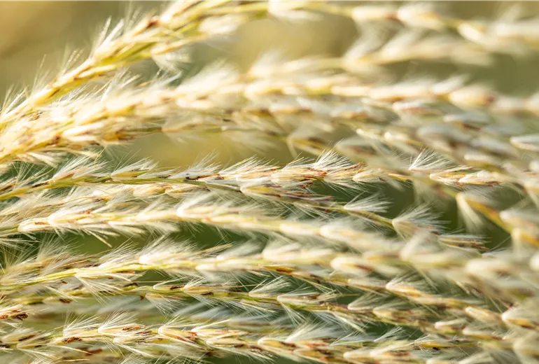 Miscanthus sinensis Miscanthus sinensis