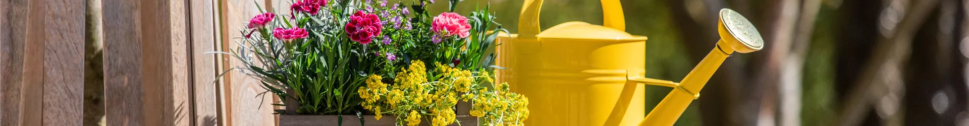 Bepflanzter Übertopf im Gartenambiente Bepflanzter Übertopf im Gartenambiente