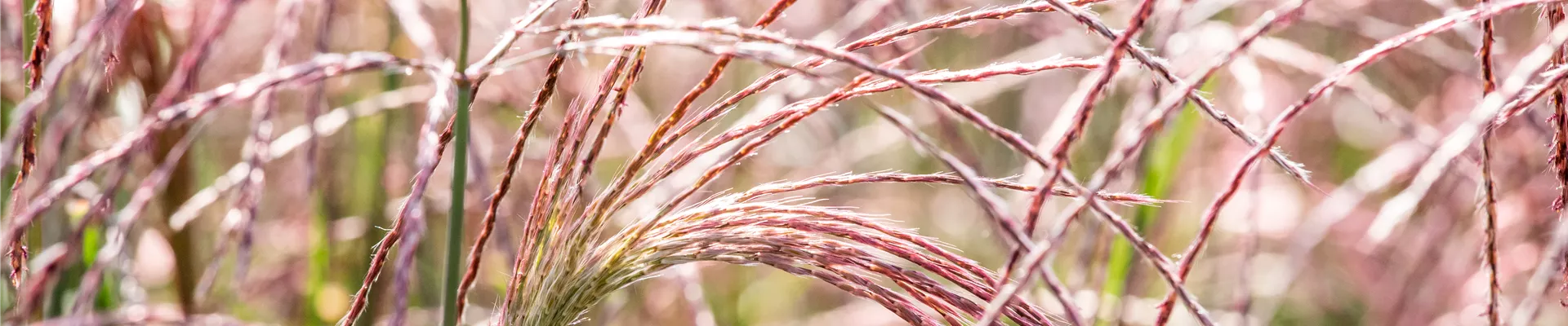 Miscanthus sinensis 'Flamingo' Miscanthus sinensis 'Flamingo'