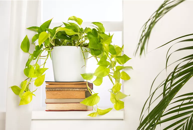 Epipremnum aureum Epipremnum aureum