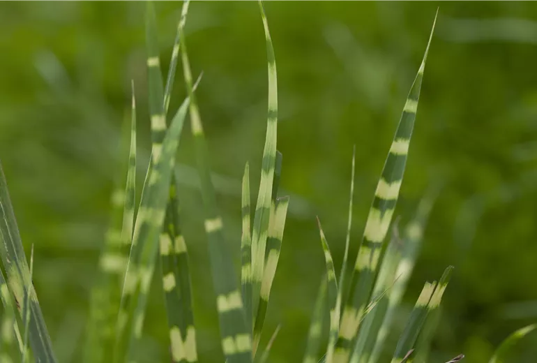 Miscanthus sinensis 'Zebrinus' Miscanthus sinensis 'Zebrinus'