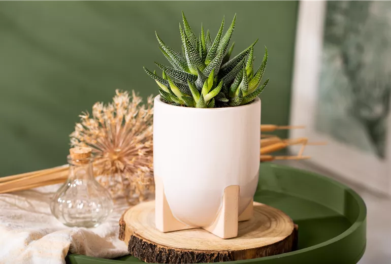 Haworthia attenuata var. radula