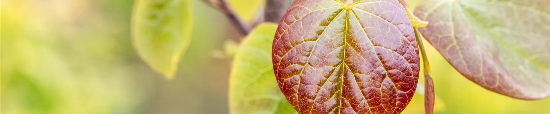 Cercis canadensis 'Merlot' Cercis canadensis 'Merlot'