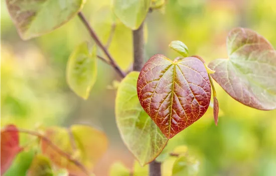 Gartengestaltung mit Laubgehölzen – So strahlt der Garten in allen Farben Gartengestaltung mit Laubgehölzen – So strahlt der Garten in allen Farben