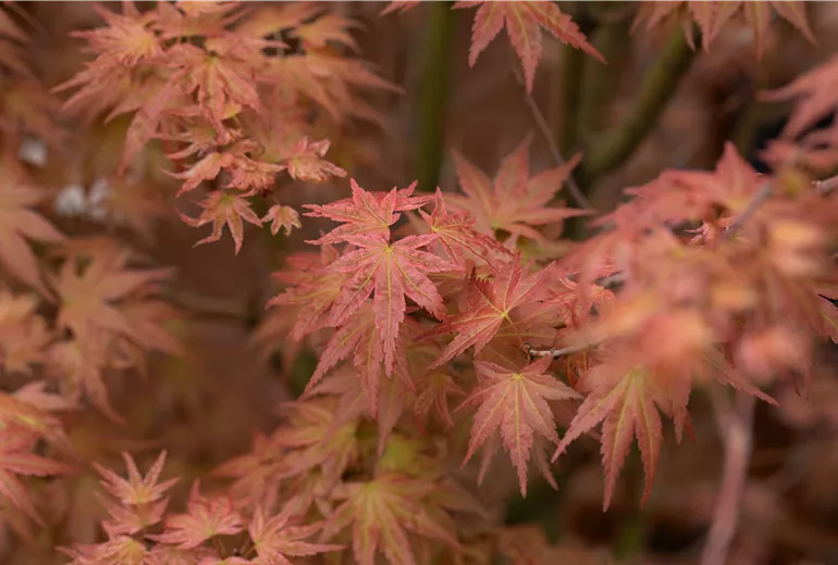 Acer palmatum 'Phoenix' Acer palmatum 'Phoenix'